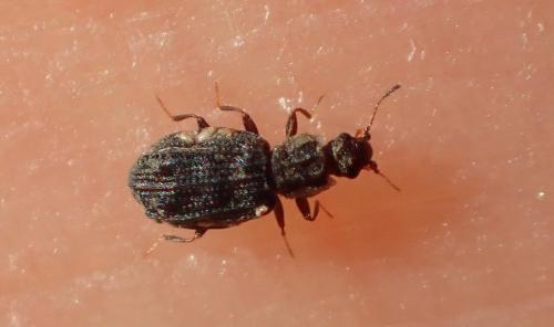 Cartodere nodifer